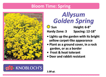 Alyssum - Wulfenianum Golden Spring