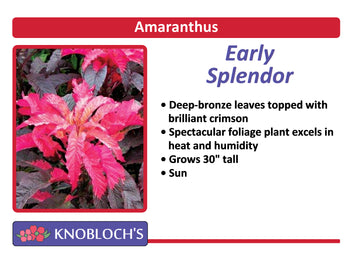 Amaranthus - Early Splendor