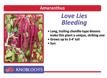 Amaranthus - Love Lies Bleeding (Red Tails)