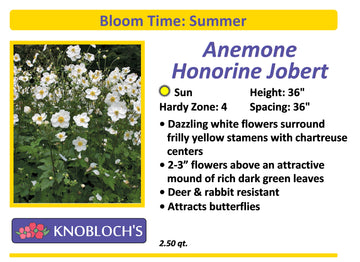 Anemone - Honorine Jobert