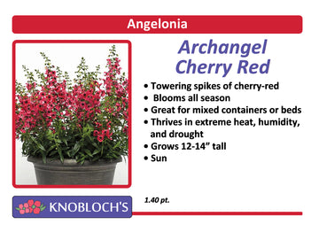Angelonia - Archangel Cherry Red