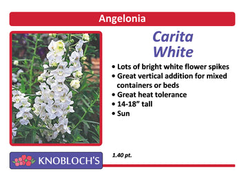 Angelonia - Carita White