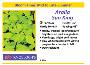 Aralia - Sun King (2020 Perennial Plant of the Year!)