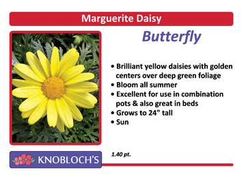 Marguerite Daisy - Butterfly