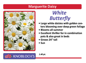Marguerite Daisy - White Butterfly