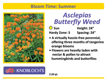 Asclepias - Butterfly Weed