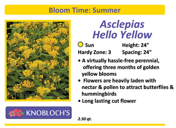 Asclepias - Hello Yellow