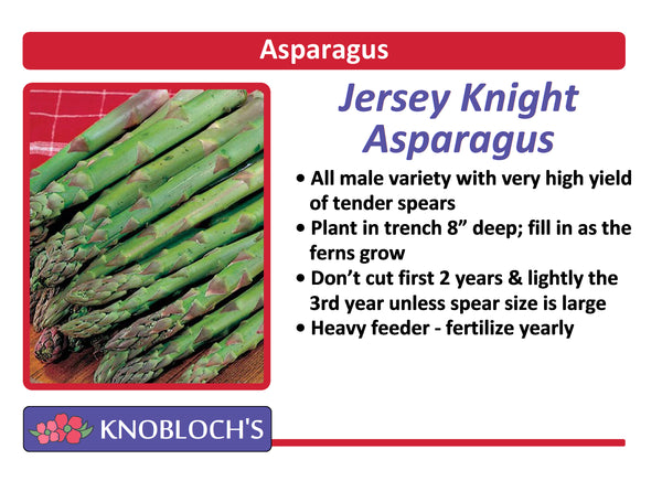 Asparagus - Jersey Knight