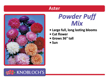 Aster - Powder Puff Mix (3 pk)