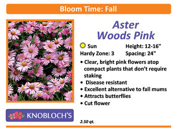 Aster - Woods Pink