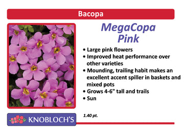 Bacopa - MegaCopa Pink