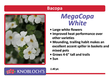 Bacopa - MegaCopa White