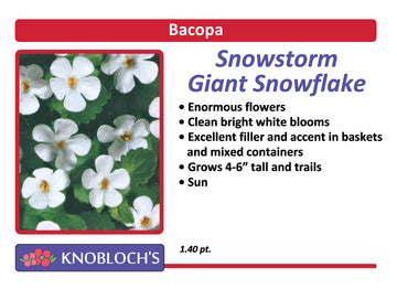 Bacopa - Snowstorm Giant Snowflake