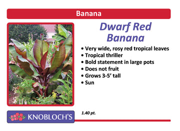 Banana - Dwarf Red