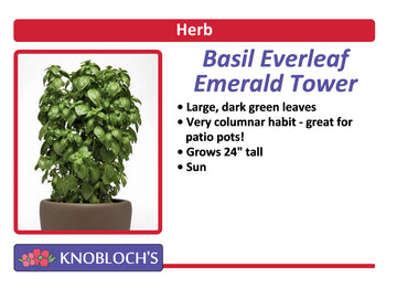Basil - Everleaf Emerald Towers