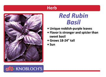 Basil - Red Rubin