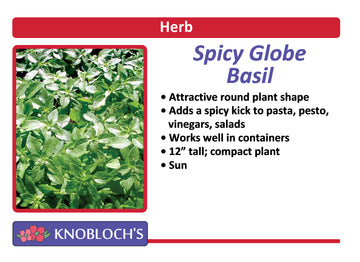 Basil - Spicy Globe