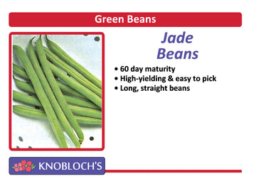 Green Beans - Jade