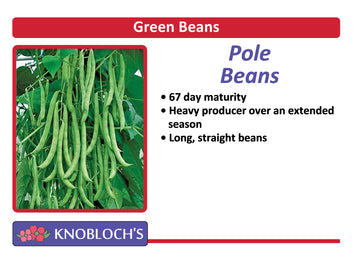 Green Beans - Pole Bean