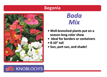 Begonia - Bada Bing Mix