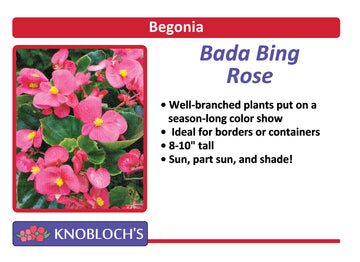 Begonia - Bada Bing Rose