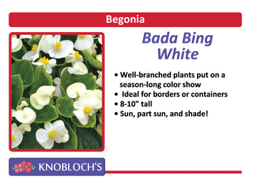 Begonia - Bada Bing White