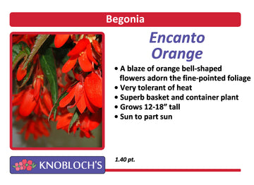 Begonia - Encanto Orange