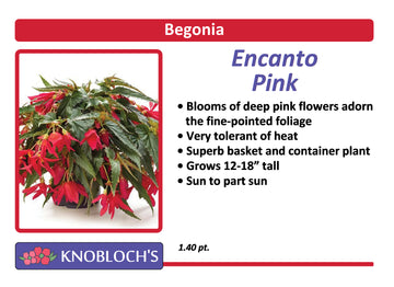 Begonia - Encanto Pink