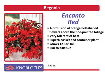 Begonia - Encanto Red