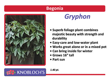 Begonia - Gryphon