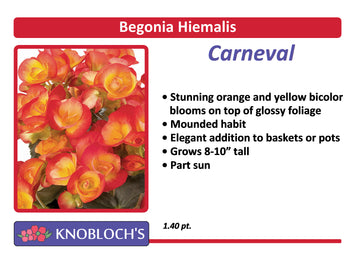Begonia Hiemalis - Carneval
