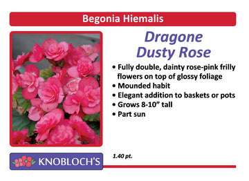 Begonia Hiemalis - Dragone Dusty Rose