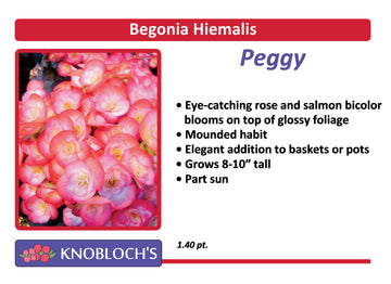 Begonia Hiemalis - Peggy