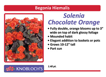 Begonia Hiemalis - Solenia Chocolate Orange