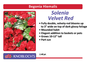 Begonia Hiemalis - Solenia Velvet Red