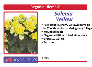 Begonia Hiemalis - Solenia Yellow