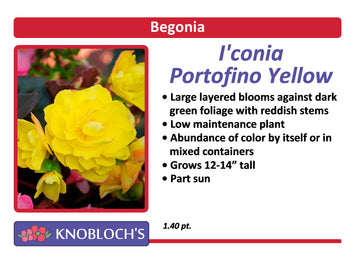Begonia - I'conia Portofino Yellow