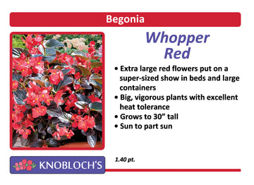 Begonia - Whopper Red