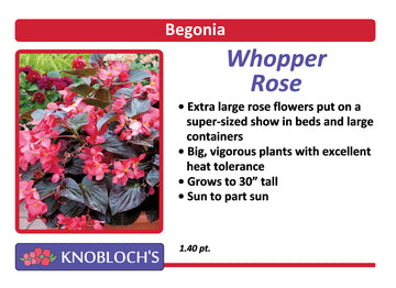 Begonia - Whopper Rose