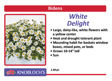 Bidens - White Delight