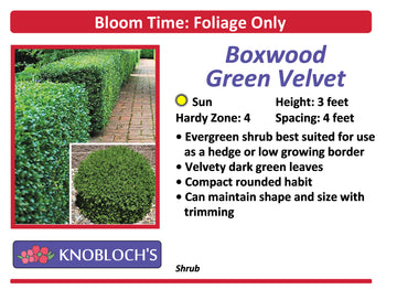 Boxwood - Green Velvet