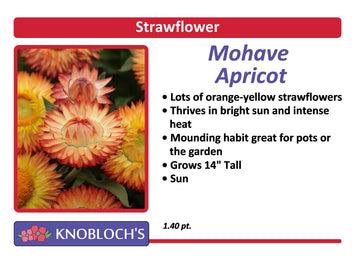Strawflower - Mohave Apricot