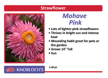 Strawflower - Mohave Pink