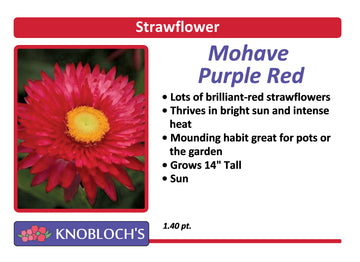 Strawflower - Mohave Purple Red