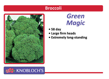 Broccoli - Green Magic