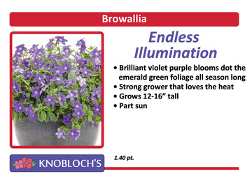 Browallia - Endless illumination