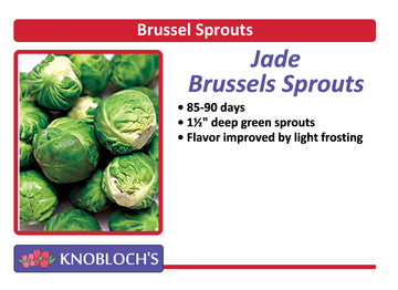 Brussels Sprouts - Jade