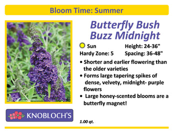 Butterfly Bush - Buzz Midnight