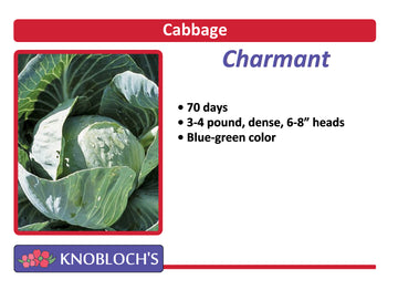 Cabbage - Charmant
