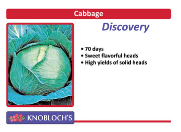Cabbage - Discovery
